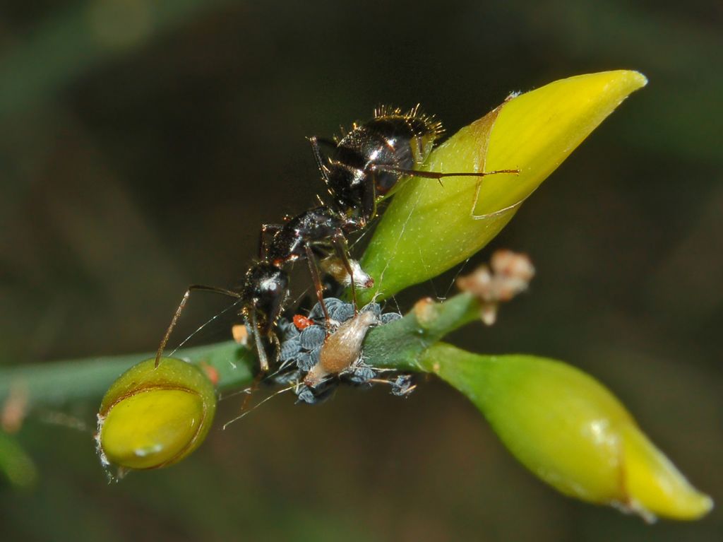 Camponotus sp. con afidi+larva di Aphidoletes aphidimyza